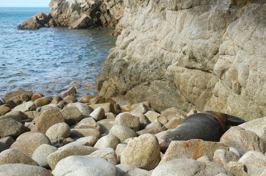 Spot fur seals and little blue penguins