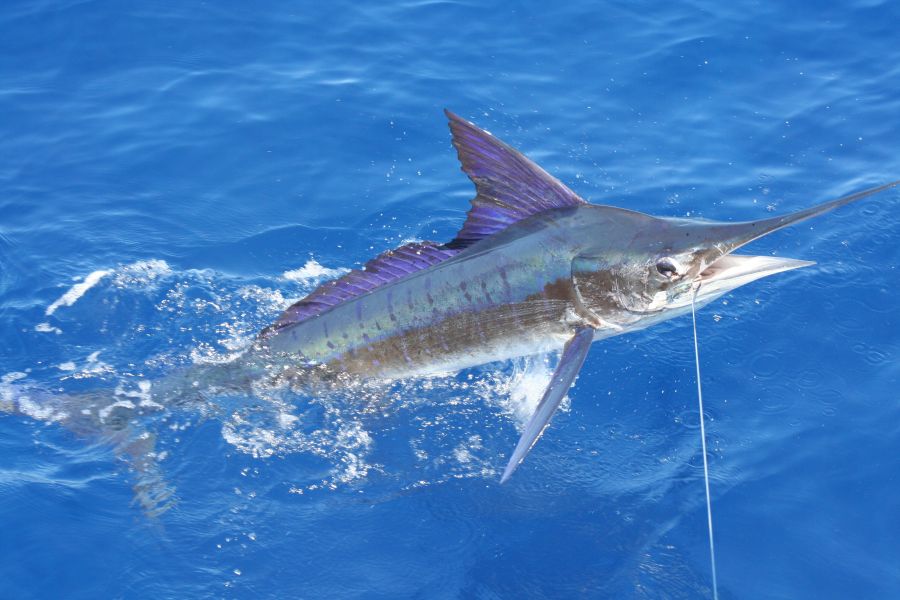 Big-game fishing for marlin offshore