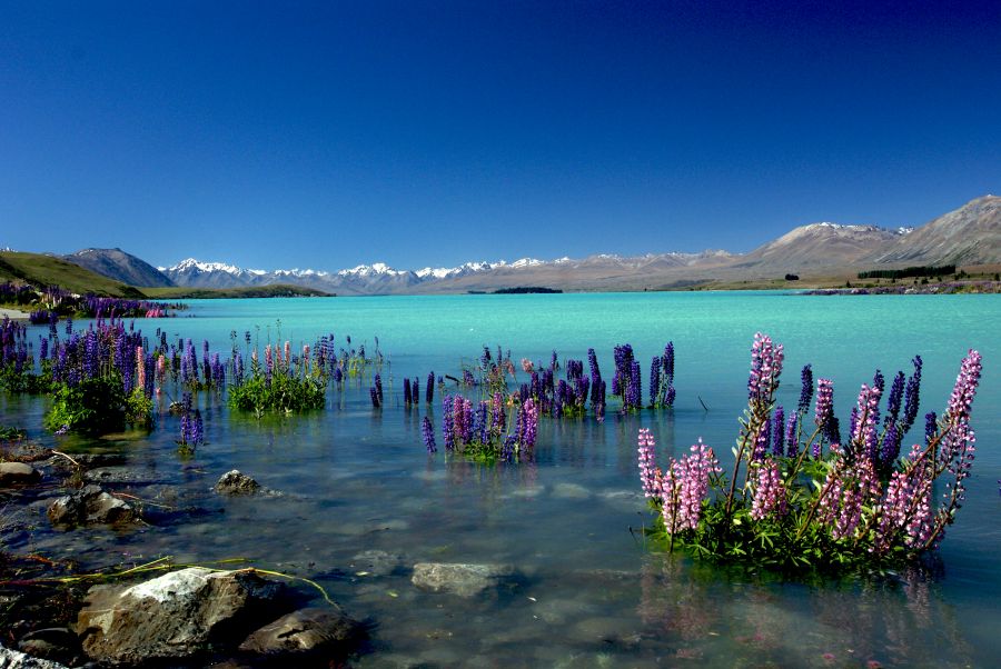 Walk the lakeshore through blooming Russell lupins