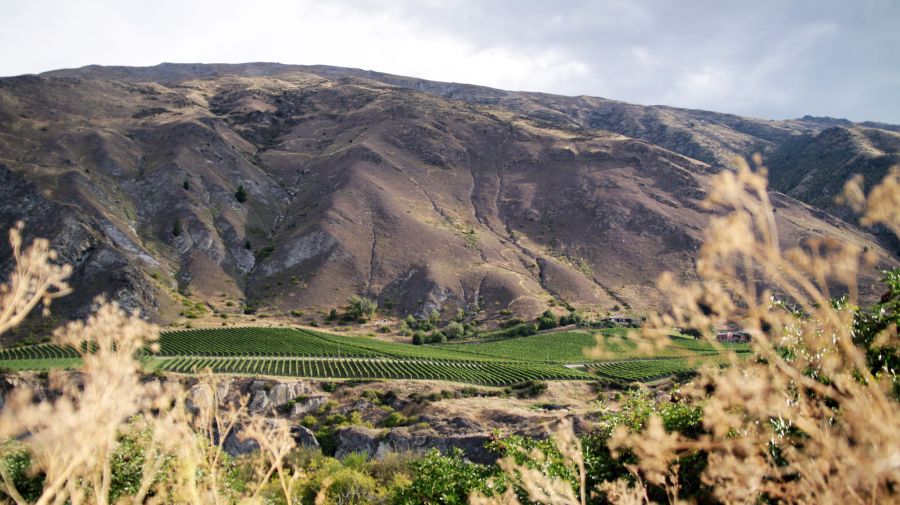 Wine-tasting through Gibbston Valley